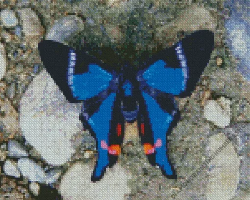 Blue Doctor Butterfly Diamond Painting