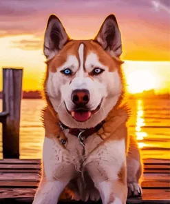 Blue Eye Husky Diamond Painting