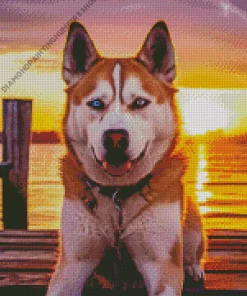 Blue Eye Husky Diamond Painting