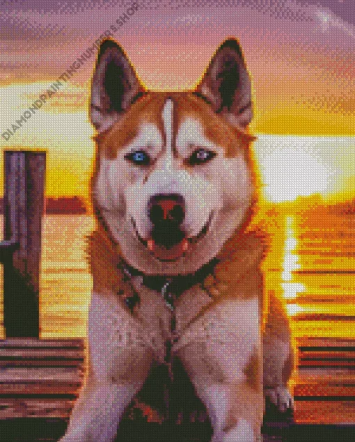 Blue Eye Husky Diamond Painting