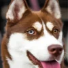 Blue Eye Husky Dog Diamond Painting