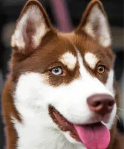 Blue Eye Husky Dog Diamond Painting
