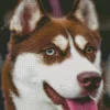 Blue Eye Husky Dog Diamond Painting
