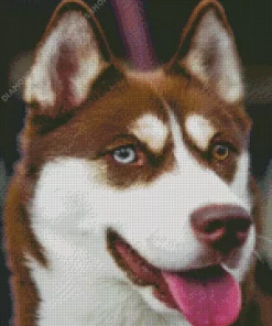 Blue Eye Husky Dog Diamond Painting