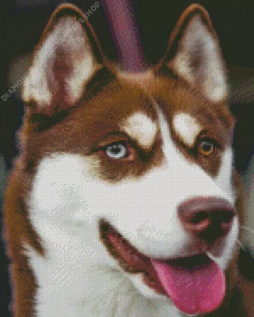 Blue Eye Husky Dog Diamond Painting