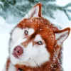 Blue Eyed Brown Husky Diamond Painting