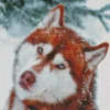 Blue Eyed Brown Husky Diamond Painting