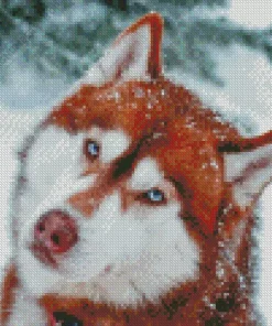 Blue Eyed Brown Husky Diamond Painting