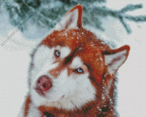 Blue Eyed Brown Husky Diamond Painting