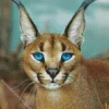 Blue Eyed Caracal Diamond Painting