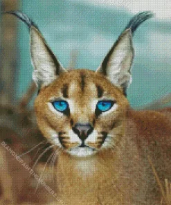 Blue Eyed Caracal Diamond Painting