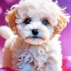 Blue Eyed Maltipoo Diamond Painting