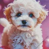 Blue Eyed Maltipoo Diamond Painting
