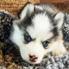 Blue Eyed Pomsky Diamond Painting
