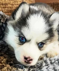 Blue Eyed Pomsky Diamond Painting