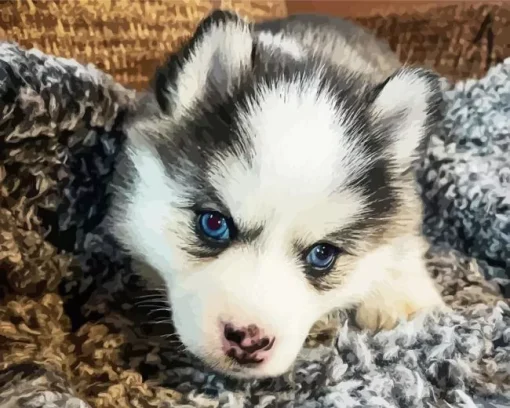 Blue Eyed Pomsky Diamond Painting