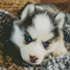 Blue Eyed Pomsky Diamond Painting