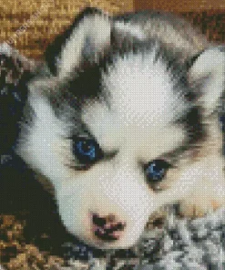 Blue Eyed Pomsky Diamond Painting