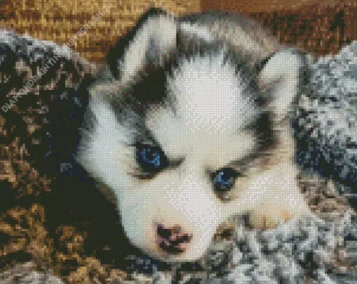Blue Eyed Pomsky Diamond Painting