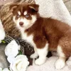 Blue Eyed Pomsky Dog Diamond Painting