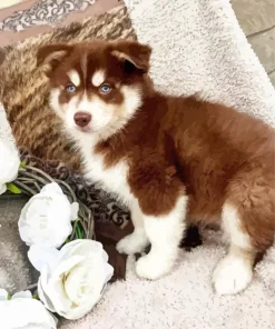 Blue Eyed Pomsky Dog Diamond Painting