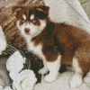 Blue Eyed Pomsky Dog Diamond Painting