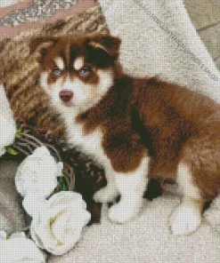 Blue Eyed Pomsky Dog Diamond Painting