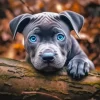 Blue Eyed Staffordshire Bull Terrier Diamond Painting