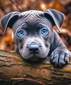 Blue Eyed Staffordshire Bull Terrier Diamond Painting