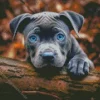 Blue Eyed Staffordshire Bull Terrier Diamond Painting