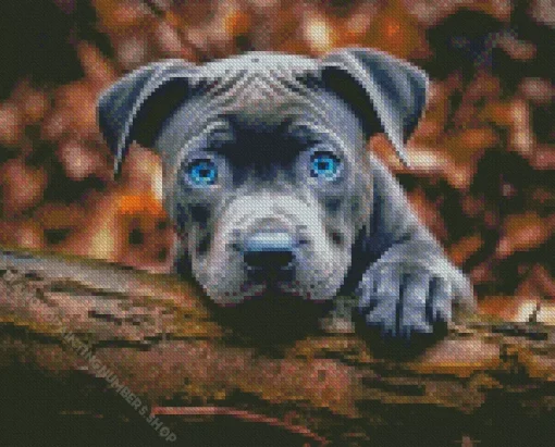Blue Eyed Staffordshire Bull Terrier Diamond Painting