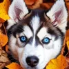 Blue Eyes Husky Diamond Painting