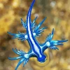 Blue Glaucus Nudibranch Diamond Painting