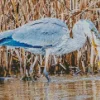 Blue Heron Eating Diamond Painting