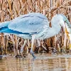 Blue Heron Eating Diamond Painting