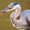 Blue Heron Eating Fish Diamond Painting