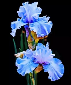 Blue Iris Diamond Painting