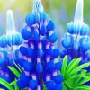 Blue Lupine Flowers Diamond Painting