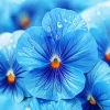 Blue Pansy Flowers Diamond Painting