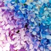 Blue Pink Purple Hydrangea Diamond Painting