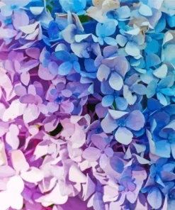 Blue Pink Purple Hydrangea Diamond Painting
