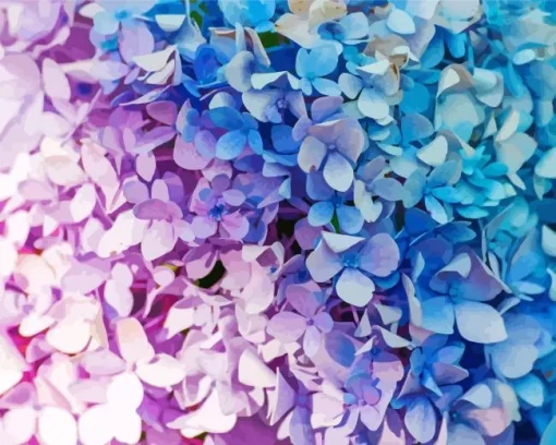 Blue Pink Purple Hydrangea Diamond Painting