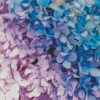 Blue Pink Purple Hydrangea Diamond Painting