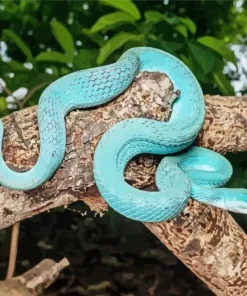 Blue Pit Viper Diamond Painting