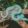 Blue Pit Viper Diamond Painting