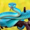 Blue Pit Viper Snake Diamond Painting