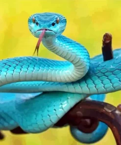 Blue Pit Viper Snake Diamond Painting