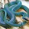 Blue Racer Snake Diamond Painting