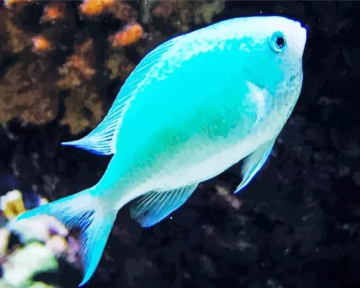 Blue Tropical Fish Diamond Painting