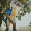 Blue Winged Kookaburra Diamond Painting